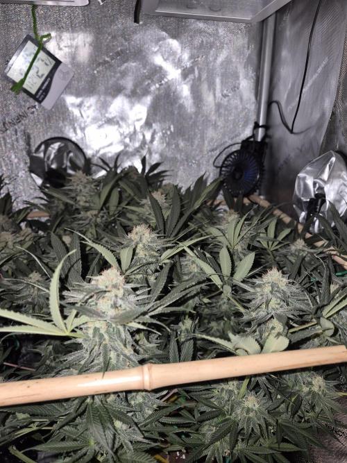 Cannabiz seeds Blue Dream photo period. Week 13