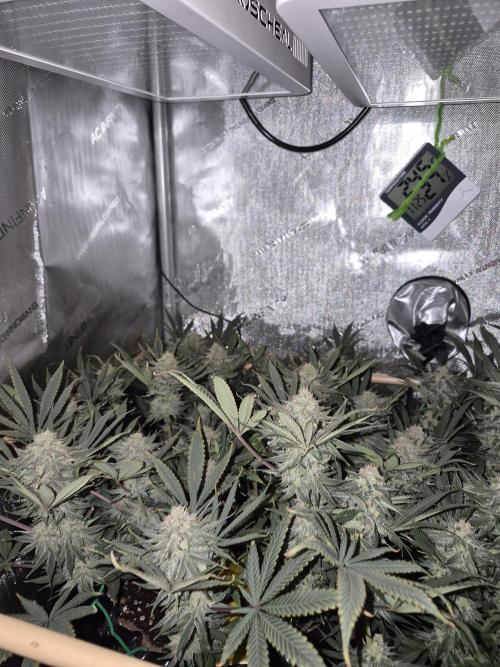 Cannabiz seeds Blue Dream photo period. Week 13