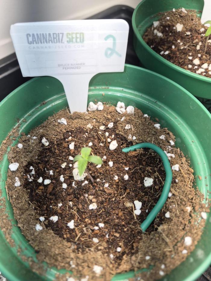 Cannabiz Seeds bruce banner #2. Week 1