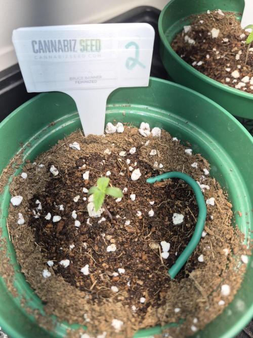 Bruce Banner. Week 1