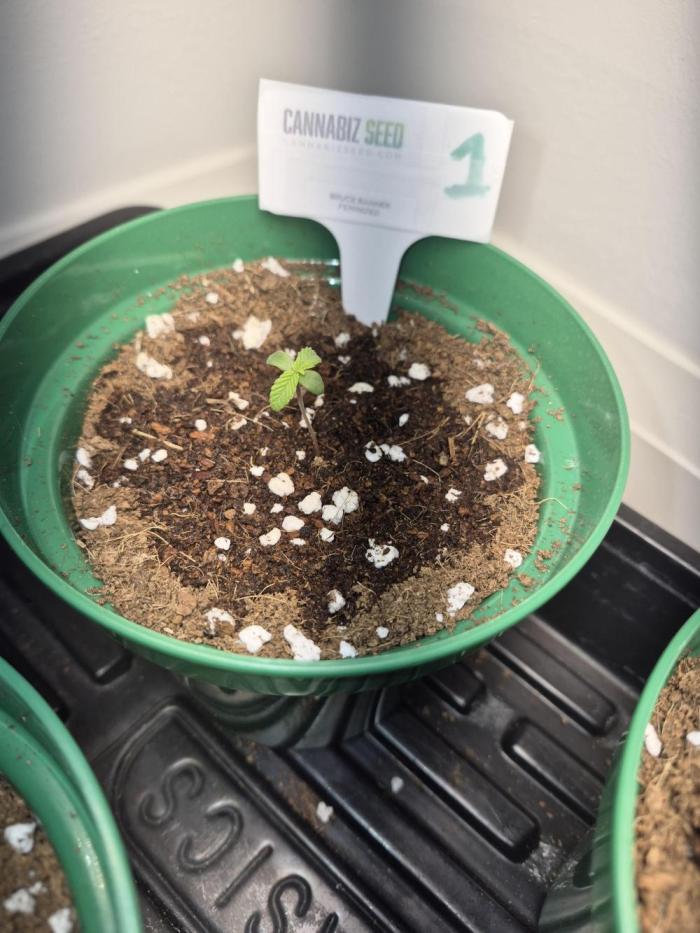 Cannabiz Seeds bruce banner #1. Week 1
