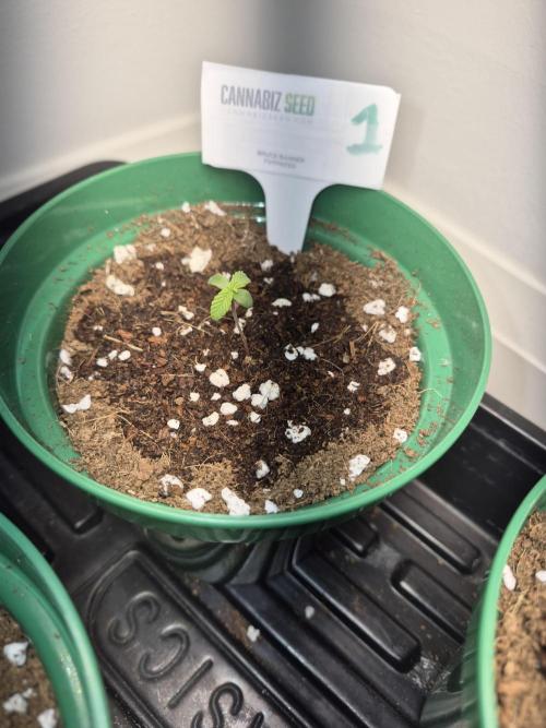 Bruce Banner. Week 1