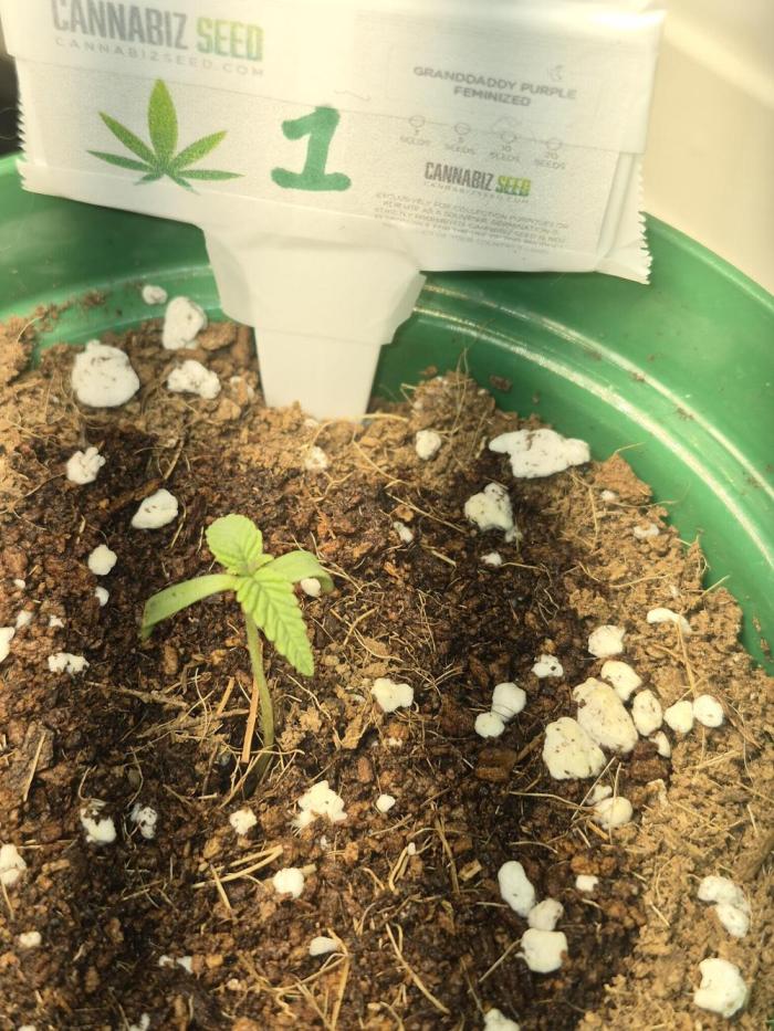 Cannabiz Seeds Grandaddy Purple #1. Week 1