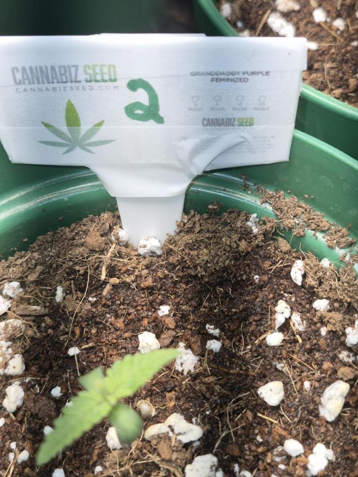 Granddaddy Purple #2. Week 1