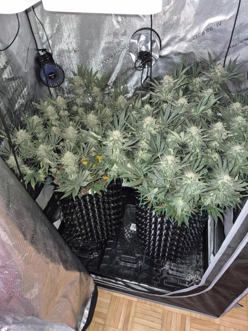 Cannabiz seeds Blue Dream photo period. Week 14