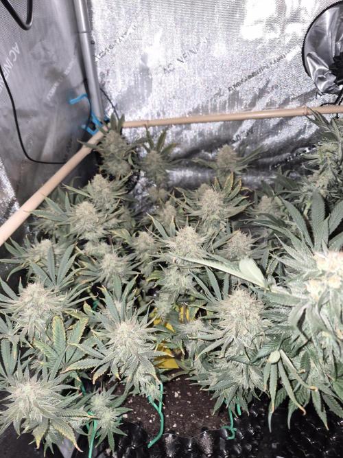 Cannabiz seeds Blue Dream photo period. Week 14
