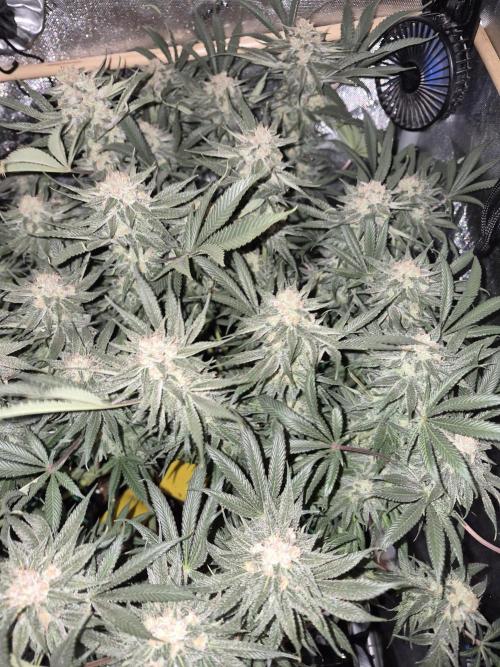 Cannabiz seeds Blue Dream photo period. Week 14