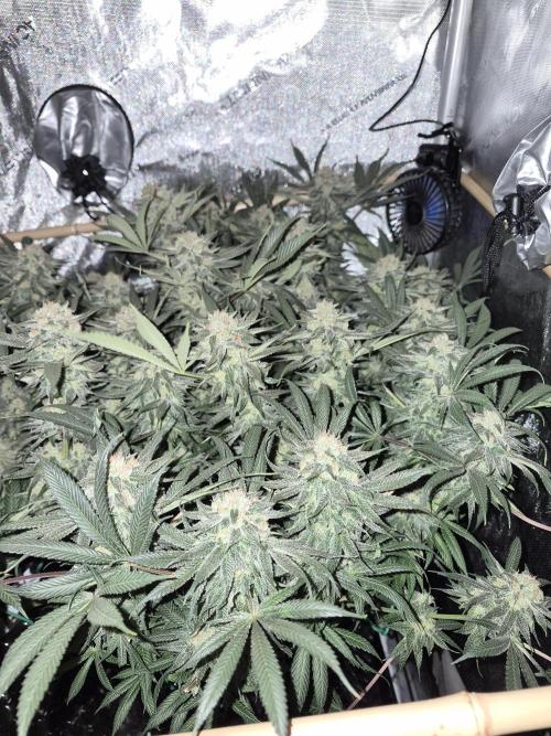 Cannabiz seeds Blue Dream photo period. Week 14