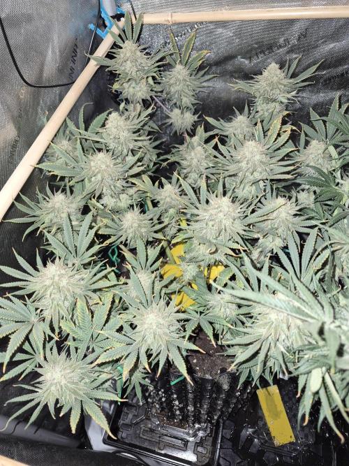 Cannabiz seeds Blue Dream photo period. Week 14