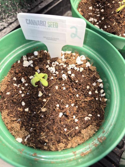 Cannabiz Seeds bruce banner #2. Week 2
