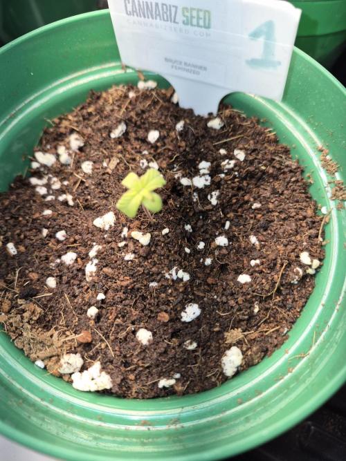 Cannabiz Seeds bruce banner #1. Week 2