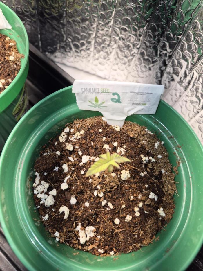 Granddaddy Purple #2. Week 2