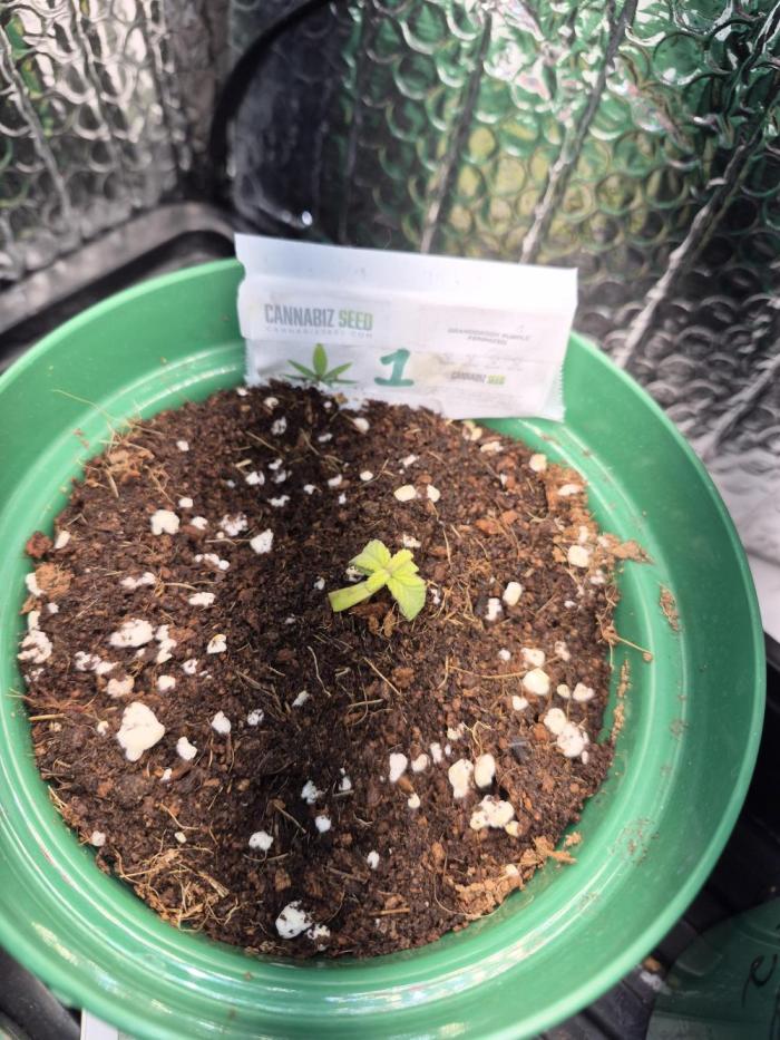 Cannabiz Seeds Grandaddy Purple #1. Week 2