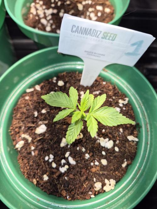Cannabiz Seeds bruce banner #1. Week 3
