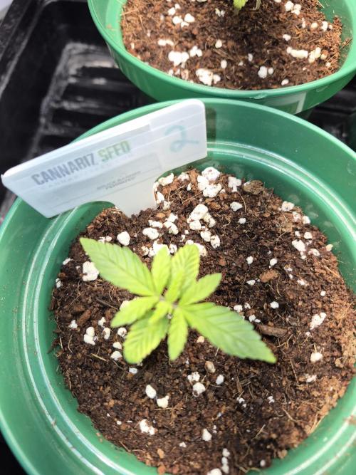 Cannabiz Seeds bruce banner #2. Week 3