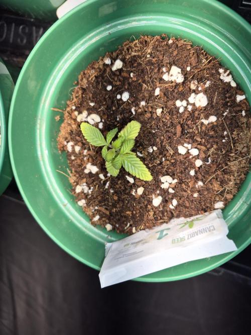 Cannabiz Seeds Grandaddy Purple #1. Week 3