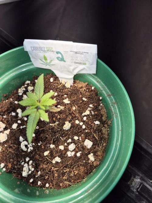 Granddaddy Purple #2. Week 3