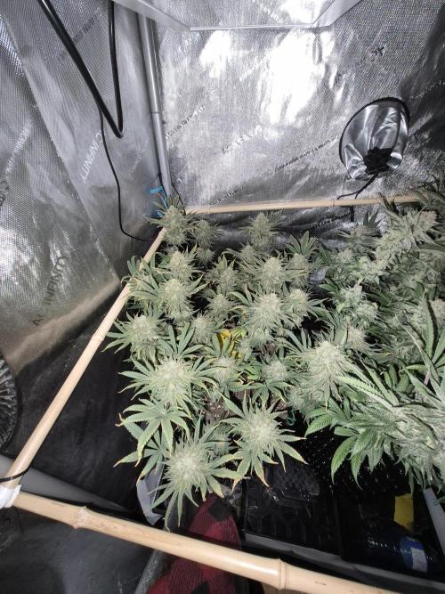 Cannabiz seeds Blue Dream photo period. Week 15