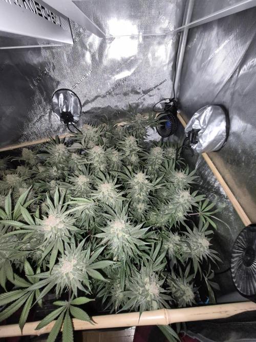 Cannabiz seeds Blue Dream photo period. Week 15
