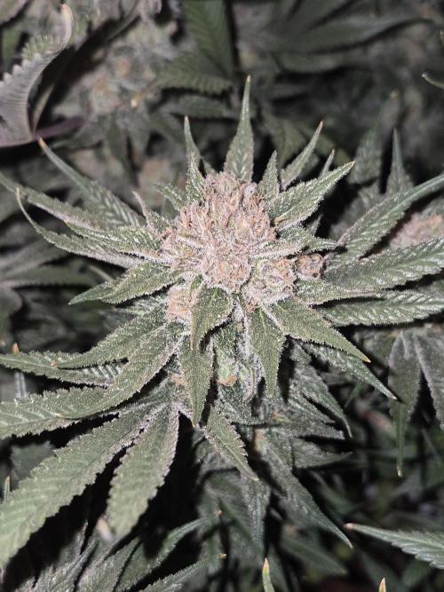 Cannabiz seeds Blue Dream photo period. Week 15
