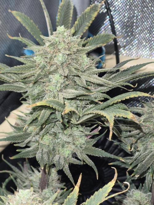 Cannabiz seeds Blue Dream photo period. Week 15