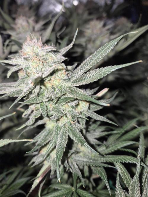Cannabiz seeds Blue Dream photo period. Week 15