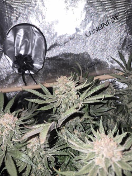 Cannabiz seeds Blue Dream photo period. Week 15