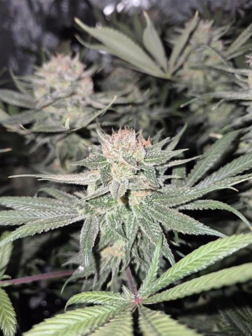 Cannabiz seeds Blue Dream photo period. Week 15