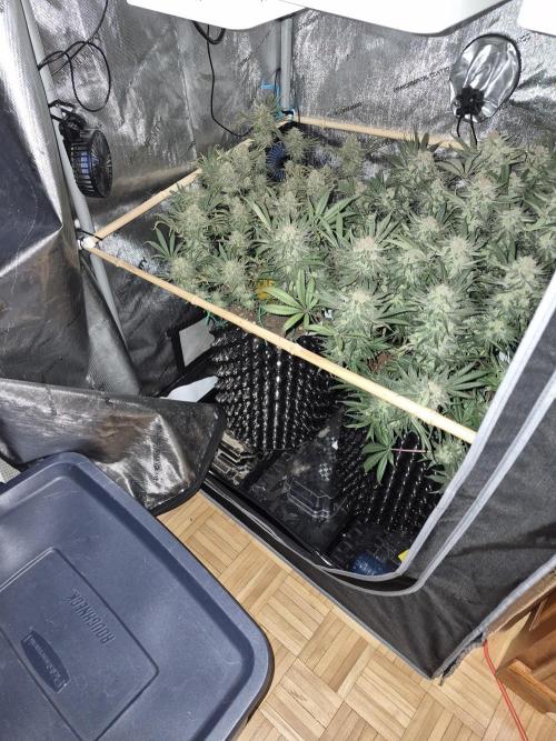 Cannabiz seeds Blue Dream photo period. Week 15