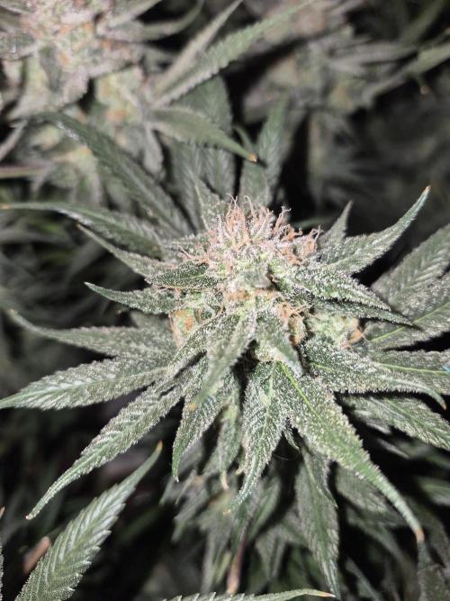 Cannabiz seeds Blue Dream photo period. Week 15