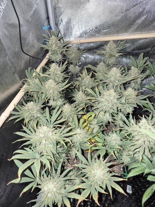Cannabiz seeds Blue Dream photo period. Week 15