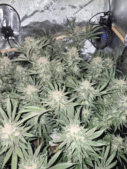 Cannabiz seeds Blue Dream photo period. Week 15
