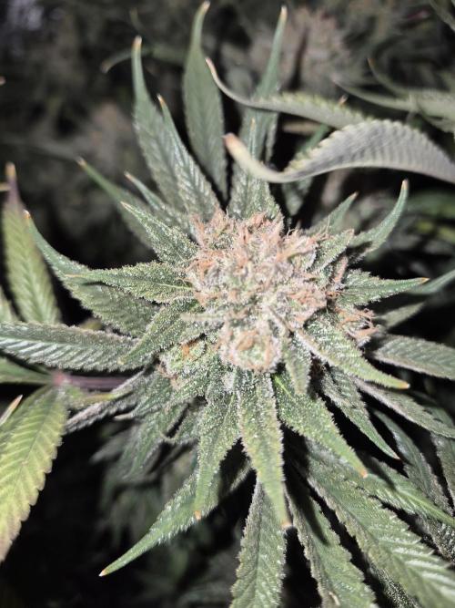 Cannabiz seeds Blue Dream photo period. Week 16