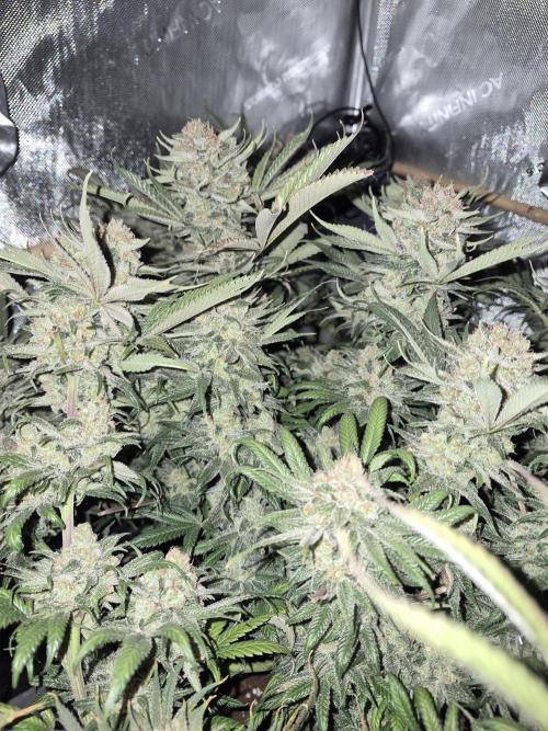 Cannabiz seeds Blue Dream photo period. Week 16