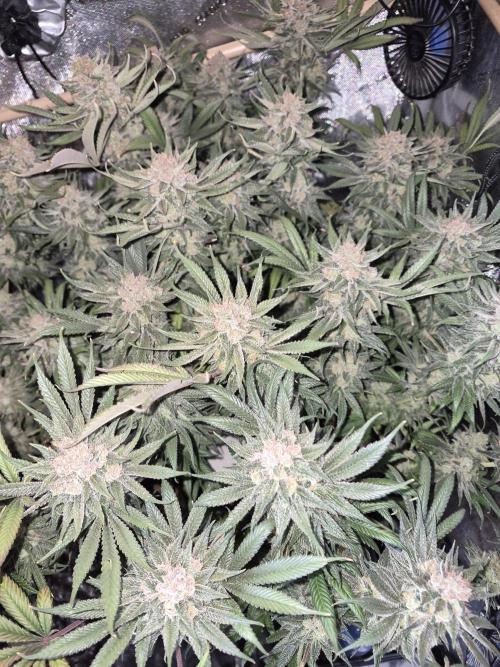 Cannabiz seeds Blue Dream photo period. Week 16