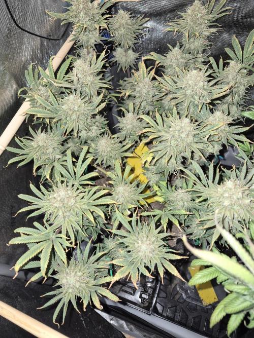 Cannabiz seeds Blue Dream photo period. Week 16