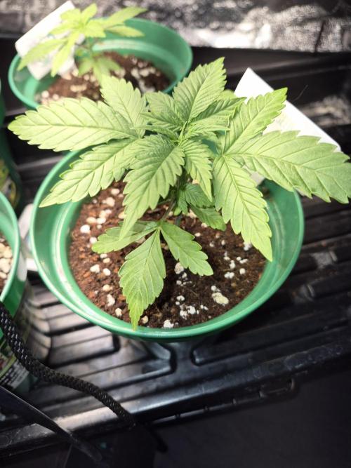 Bruce Banner. Week 4