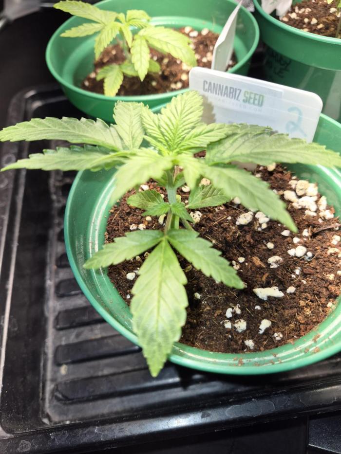 Cannabiz Seeds bruce banner #2. Week 4