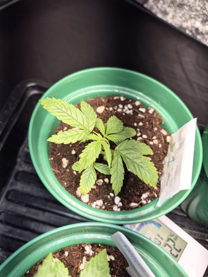 Cannabiz Seeds Grandaddy Purple #1. Week 4