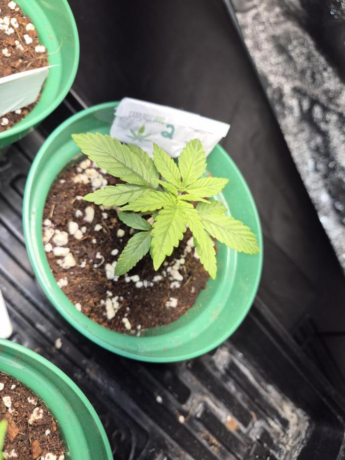 Granddaddy Purple #2. Week 4