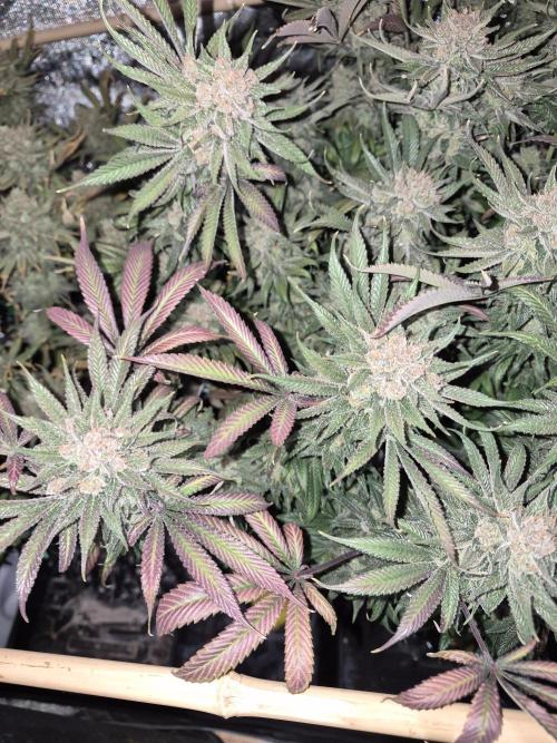 Cannabiz seeds Blue Dream photo period. Week 17