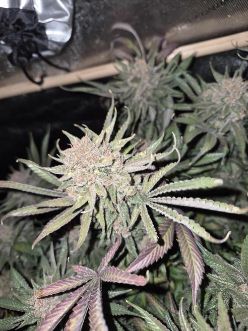 Cannabiz seeds Blue Dream photo period. Week 17