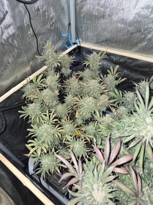 Cannabiz seeds Blue Dream photo period. Week 17