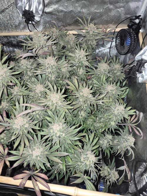 Cannabiz seeds Blue Dream photo period. Week 17