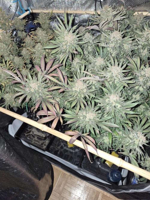 Cannabiz seeds Blue Dream photo period. Week 17