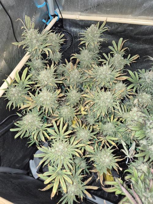 Cannabiz seeds Blue Dream photo period. Week 17
