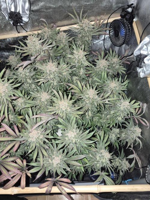 Cannabiz seeds Blue Dream photo period. Week 17