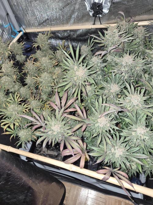 Cannabiz seeds Blue Dream photo period. Week 17