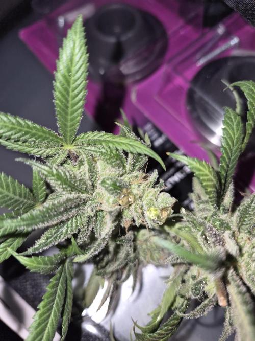 Cannabiz seeds Blue Dream photo period. Week 18