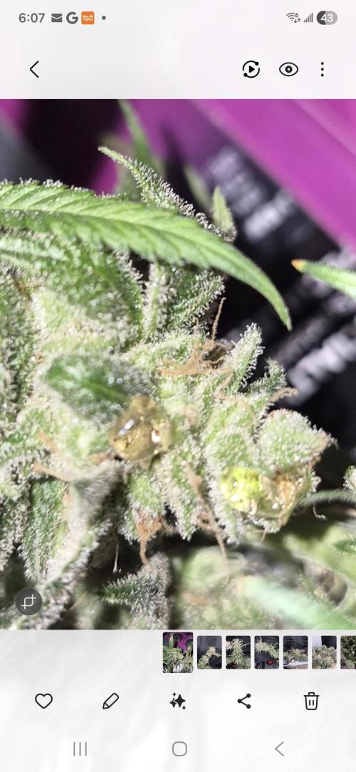 Cannabiz seeds Blue Dream photo period. Week 18